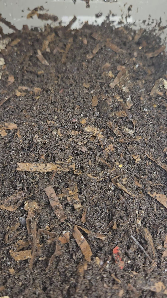 Worm Farm Starter Colony ***Pre-Order***