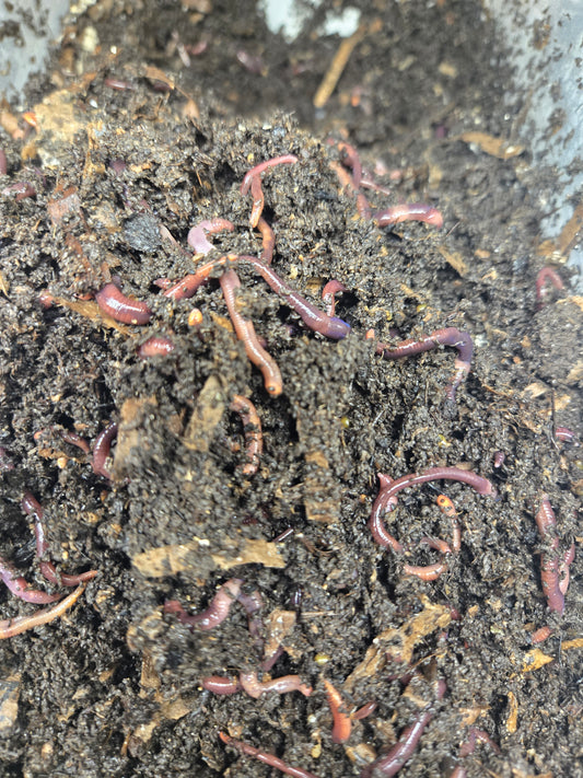 Worm Farm Starter Colony ***Pre-Order***